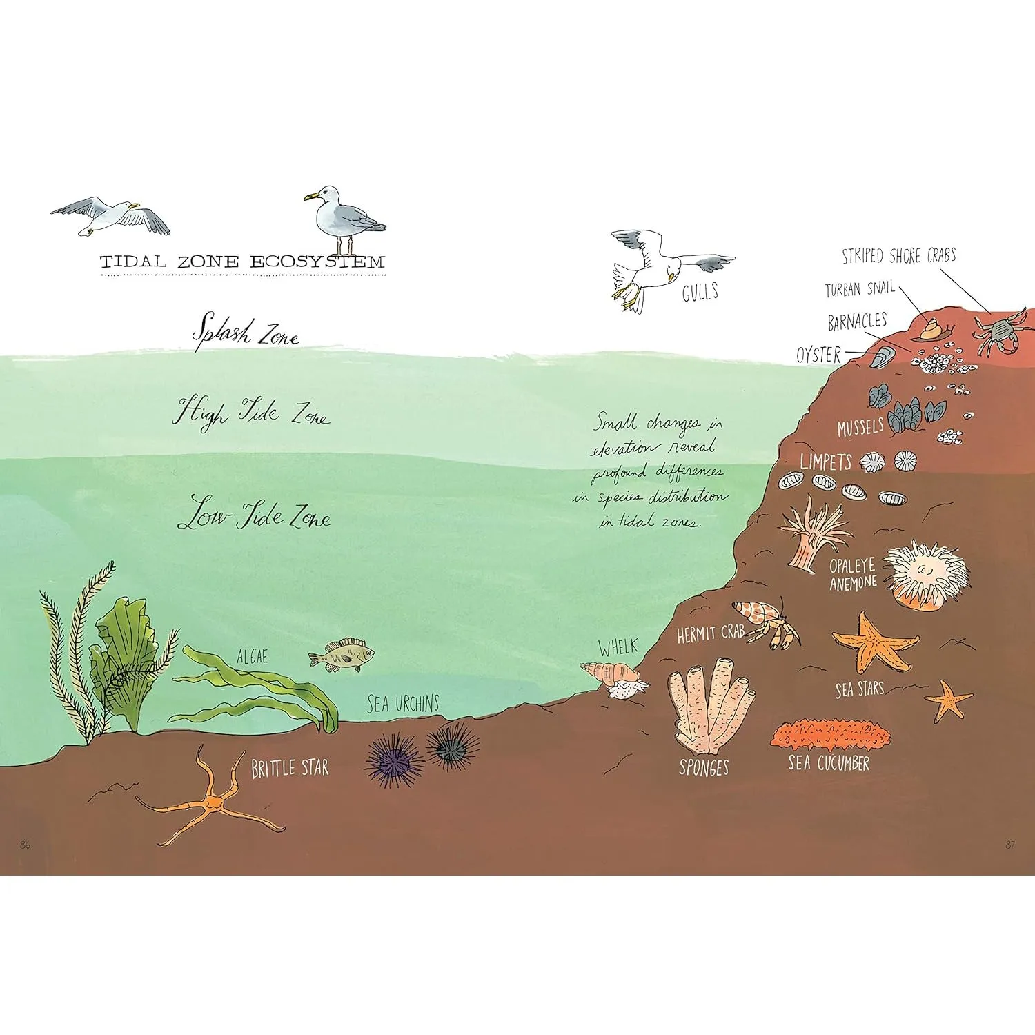 Ocean Anatomy: The Curious Parts & Pieces of the World Under the Sea