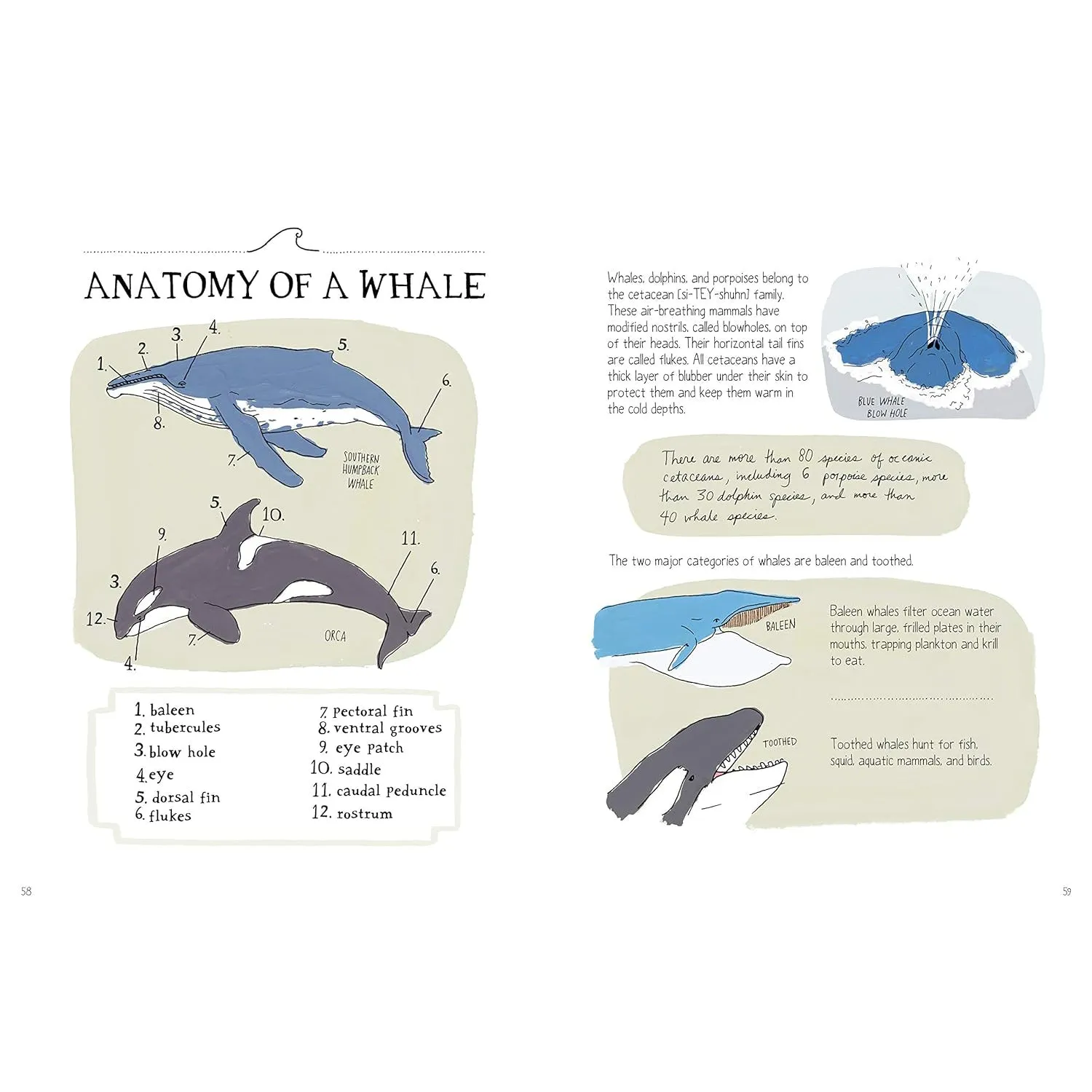 Ocean Anatomy: The Curious Parts & Pieces of the World Under the Sea